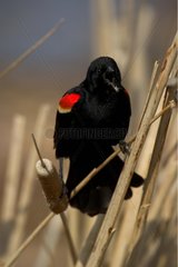 Red-winged Blackbird male in courtship display New York USA