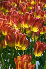 Tulipe pluriflore 'Florette'