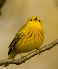 Yellow Warbler branched New York State USA
