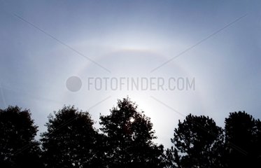 Upper tangent arc and 22 Â° halo above the trees