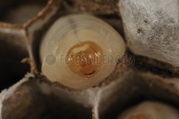 Worker larva of Asian predatory Hornet in its cell France