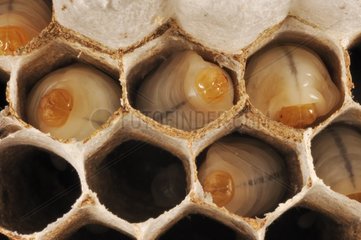 Worker larvae of Asian predatory Hornets in their cells