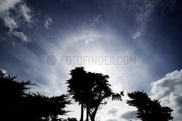 Circumscribed halo above the silhouette of a tree