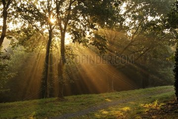 Crepuscular rays in the mist of a wood