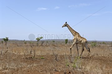 Giraffe walking in savannah Kruger NP South Africa