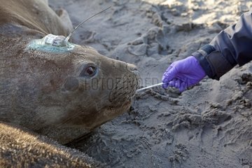 Examination and marking of a Southern Elephant Seal