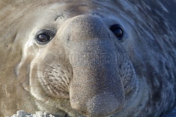 Portrait of a Southern Elephant Seal male in the Falklands