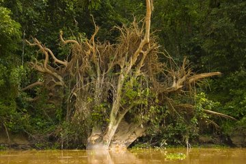Tree on the bank of the river Sungai Kinabatangan Borneo