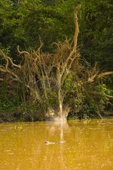 Tree on the bank of the river Sungai Kinabatangan Borneo