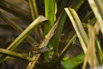 Gecko on a leaf on river bank Sungai Kinabatangan Borneo