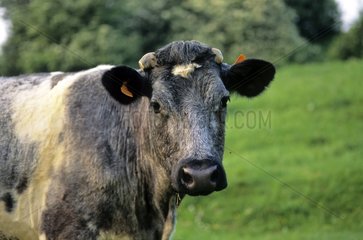 Portrait of Cow Bleue du Nord