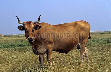 Cow Maraîchine in the Marais poitevin France