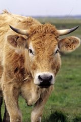 Portrait of a Cow nantaise France