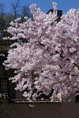Cerisier a fleurs