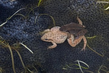 Wood Frogs pair in amplexus New York USA
