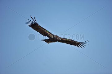 Young male California Condor soaring USA