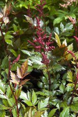 ASTILBE JAPONICA 'MONTGOMERY'