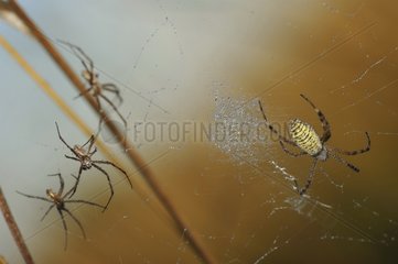 Distant courtship phase of Wasp Spider on its web France