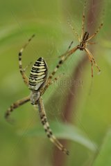 Wasp Spider male vibrating wire court on web and female