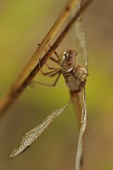 Female Red Darter at rest on a twig France