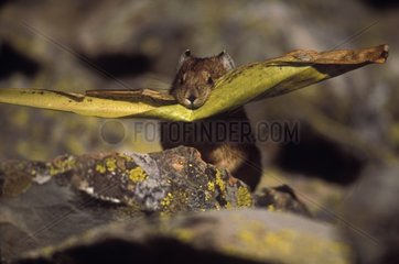 Pika storing vegetation to be used as food in winter USA