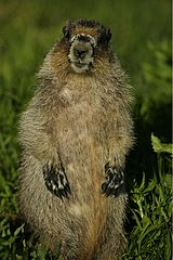 Hoary Marmot auf seinen Beinen Montana USA gearbeitet