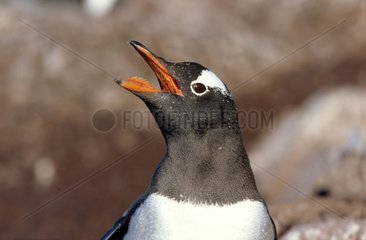 Gentoo Penguin calling Couverville Island Antarctic
