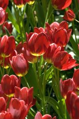 Tulipe pluriflore 'Red Georgette'