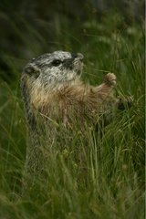 Erwachsene gelbbauchende Marmot essen Wyoming USA