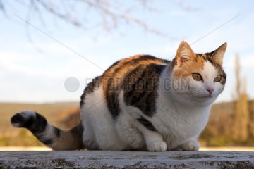 France tricolor cat