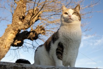 France tricolor cat