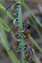 Solitary Bees in the spring