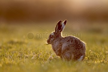 Brown hare eating grass at sunset at spring England