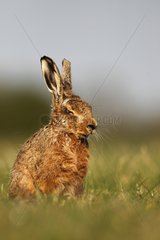 Brown hare resting in a meadow at spring England