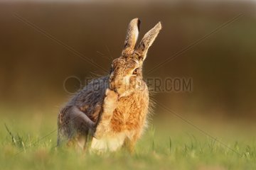 Brown hare cleaning its feet in a meadow at spring England