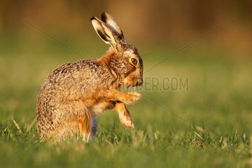 Brown hare cleaning itself in a meadow at spring England