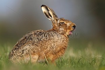 Brown hare yawning in a meadow at spring England