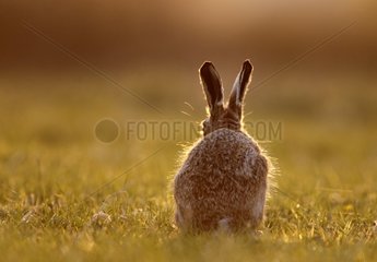 Brown hare standing in a meadow at spring at sunset England
