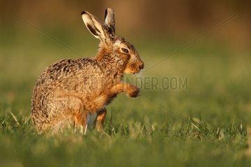 Brown hare standing in a meadow at spring at sunset England