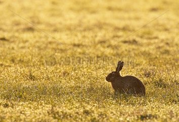 Brown hare standing in a meadow at spring at sunrise England