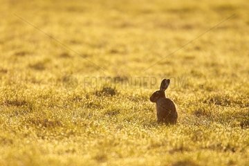 Brown hare standing in a meadow at spring at sunrise England