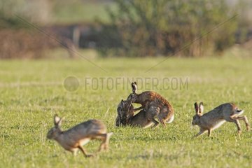 Brown hares mating in a meadow at spring at sunrise England