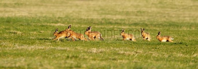 Males Brown hares running after a female at spring England