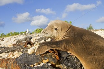 Hawaiian Monk Seal on a beach Sand Island