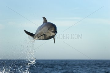 High flying bttlenose dolphin Gulf of California