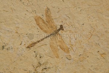 Fossil Dragonfly Santana formation NW Brazil