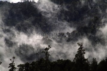 Corcovado jungle under fog Costa Rica