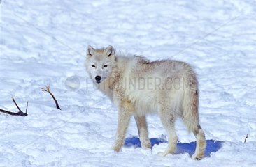 Loup de l'arctique dans la neige Canada