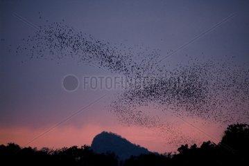 Bats flying out the Khao Chong Pran cave Thailand