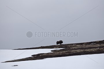 Muskox on a plateau at spring Norway